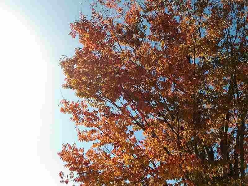 f:id:NShufu:20171109172548j:plain f:id:NShufu:20171109172548j:plain