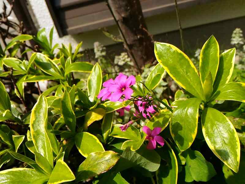 f:id:NShufu:20180419155515j:plain f:id:NShufu:20180419155515j:plain