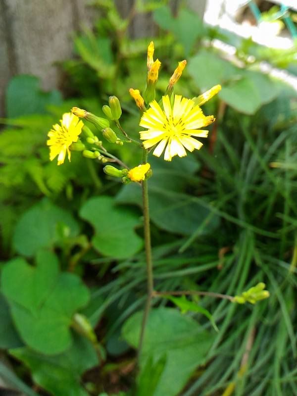 f:id:NShufu:20180517201759j:plain