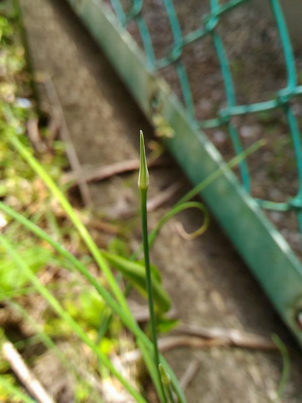 f:id:NShufu:20180517201812j:plain