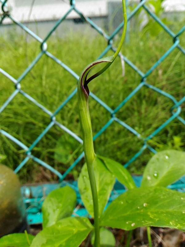 f:id:NShufu:20180517203259j:plain