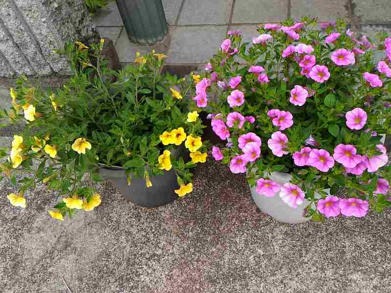 f:id:NShufu:20180529164435j:plain f:id:NShufu:20180529164435j:plain
