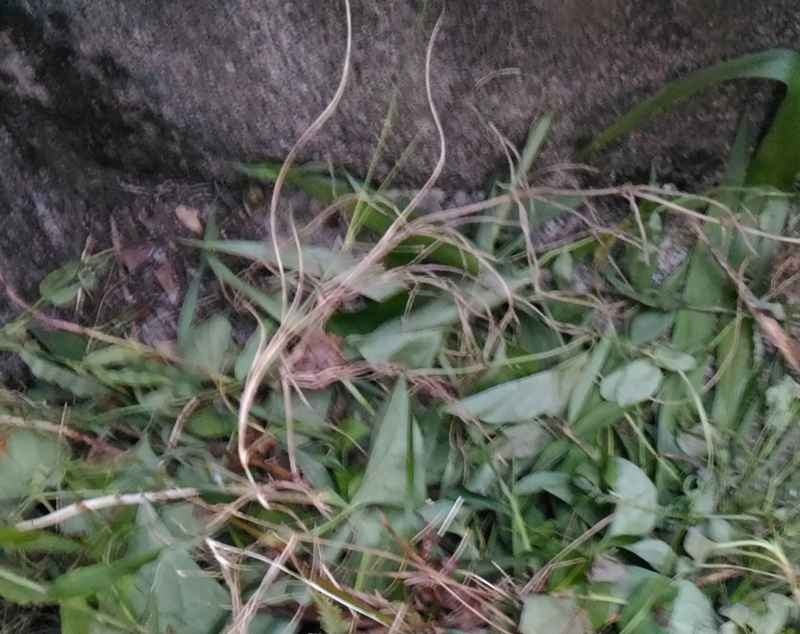 f:id:NShufu:20180724164425j:plain