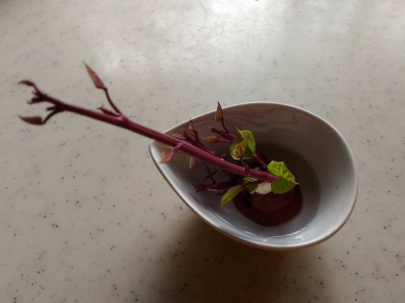 f:id:NShufu:20180803161931j:plain f:id:NShufu:20180803161931j:plain