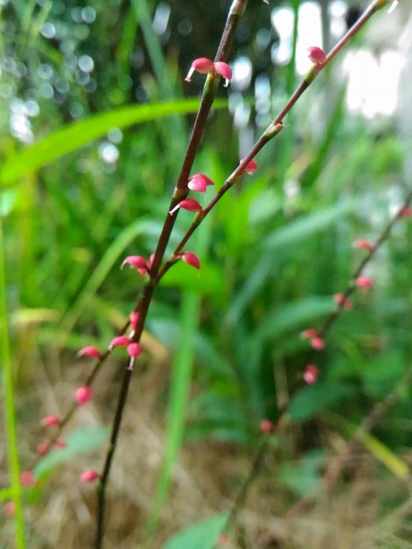 f:id:NShufu:20180924151802j:plain f:id:NShufu:20180924151802j:plain
