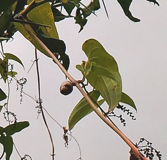 f:id:NShufu:20180924151812j:plain f:id:NShufu:20180924151812j:plain