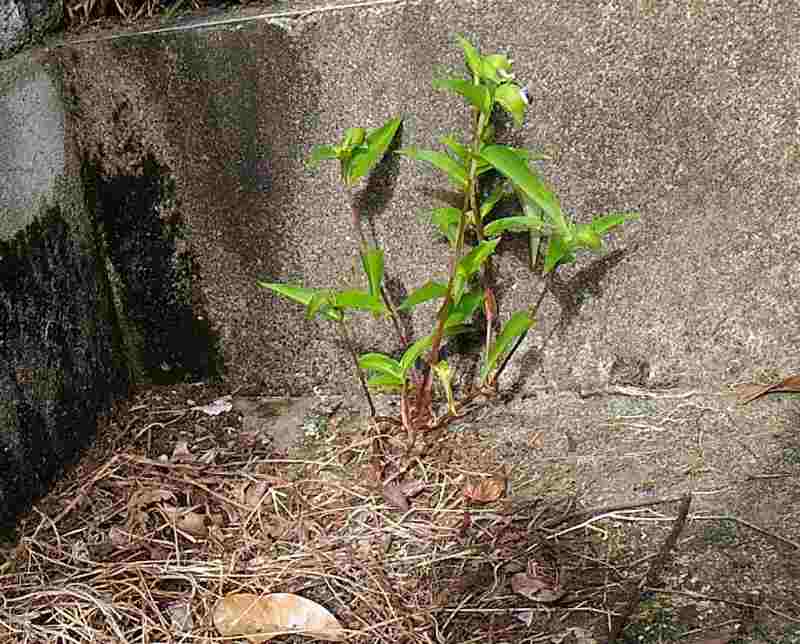 f:id:NShufu:20180924151821j:plain f:id:NShufu:20180924151821j:plain