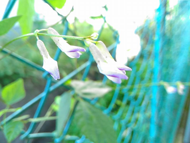 f:id:NShufu:20181001204205j:plain