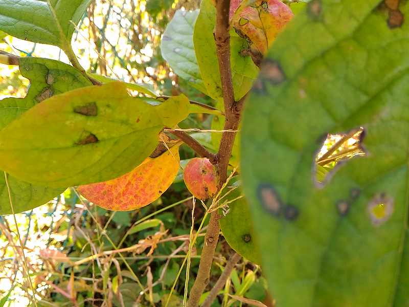 f:id:NShufu:20181103164220j:plain f:id:NShufu:20181103164220j:plain
