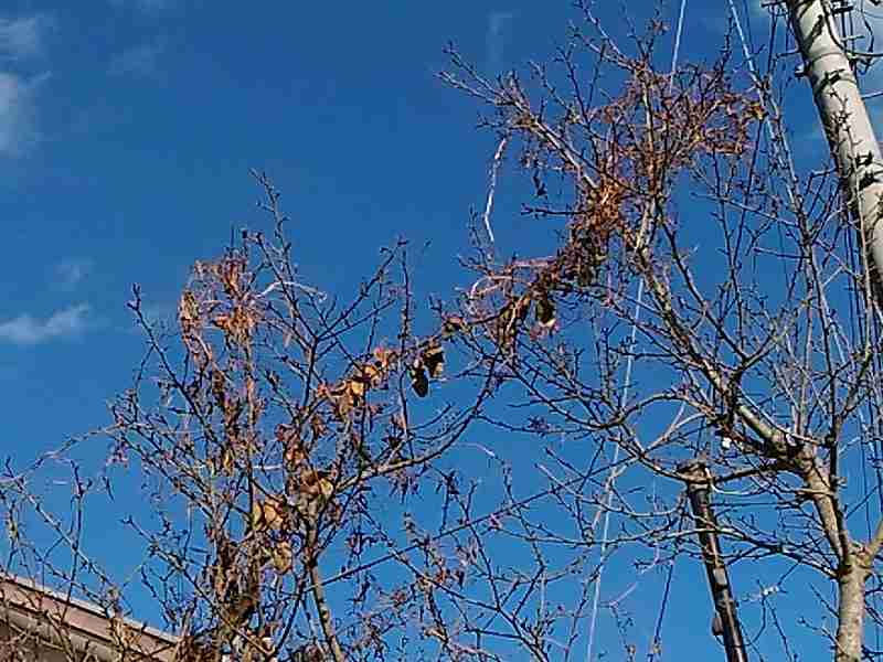 f:id:NShufu:20181215160208j:plain