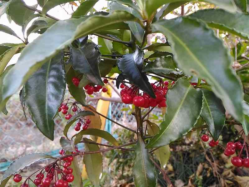 f:id:NShufu:20181215160917j:plain
