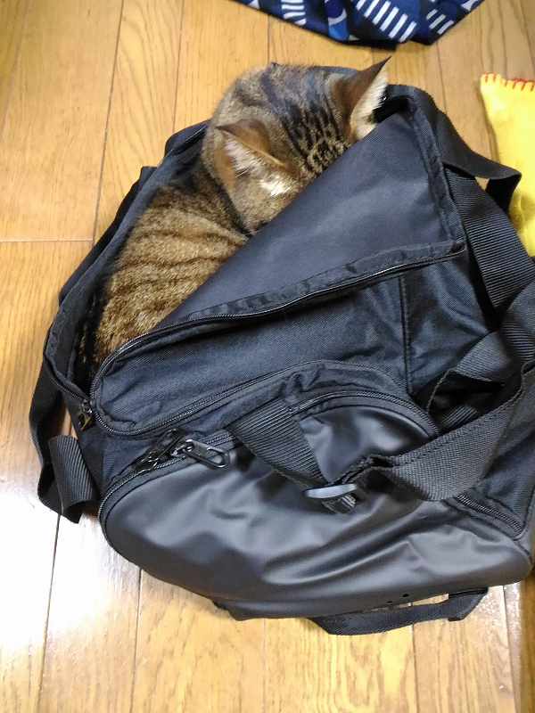 f:id:NShufu:20190221155646j:plain