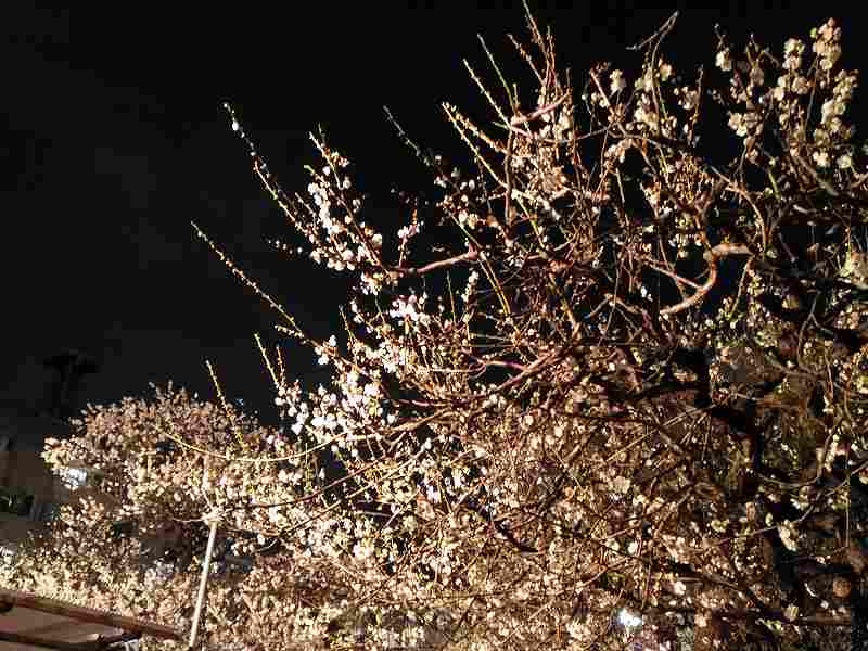 f:id:NShufu:20190226144431j:plain f:id:NShufu:20190226144431j:plain
