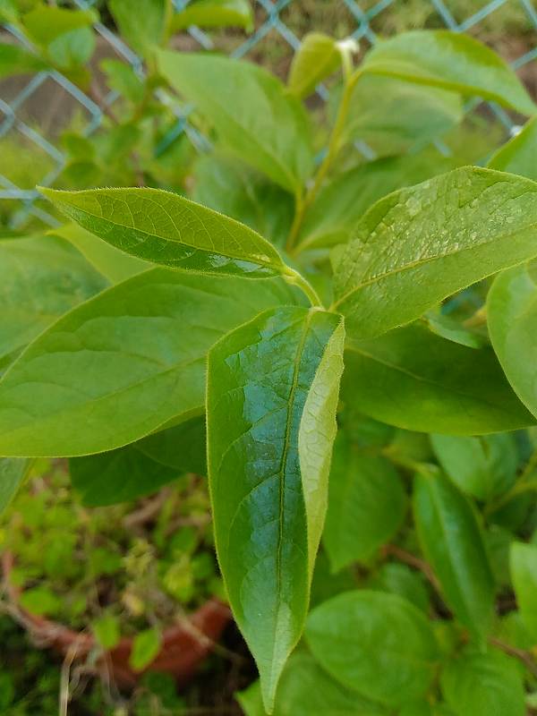 f:id:NShufu:20190516215348j:plain