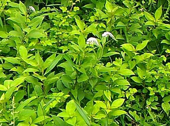 f:id:NShufu:20190708160528j:plain f:id:NShufu:20190708160528j:plain