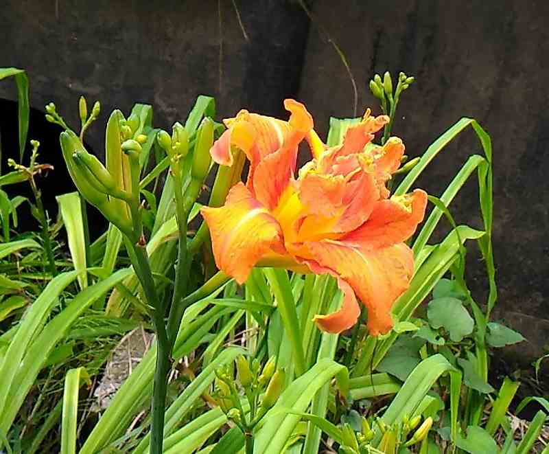 f:id:NShufu:20190709191933j:plain f:id:NShufu:20190709191933j:plain