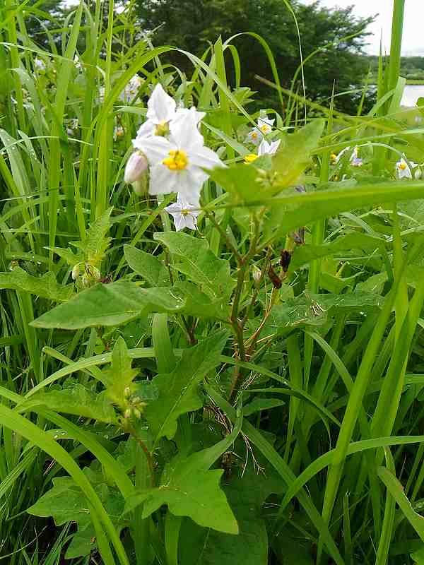 f:id:NShufu:20190715154449j:plain f:id:NShufu:20190715154449j:plain