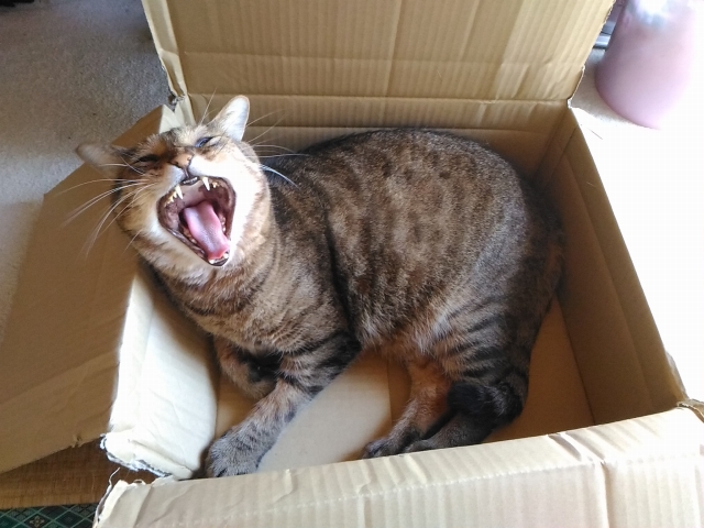 f:id:NShufu:20191009153706j:plain f:id:NShufu:20191009153706j:plain