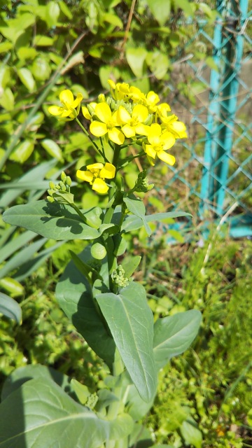 アブラナそっくりの花。
