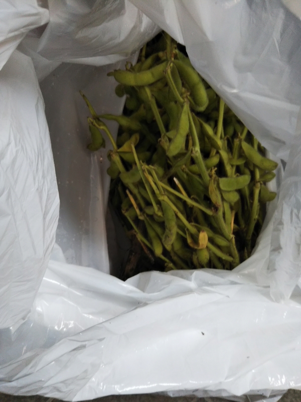 えだまめが大量。