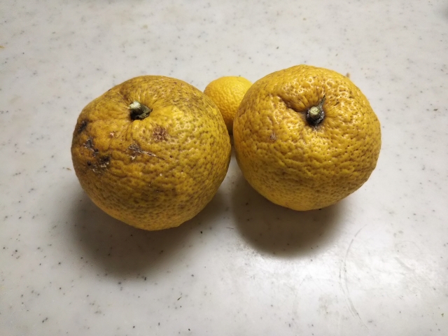 収穫できたゆず。