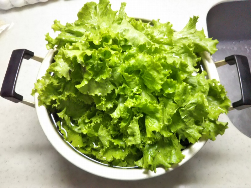 根っこから再び育ったプリーツレタス。