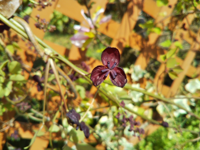 ミツバアケビの花