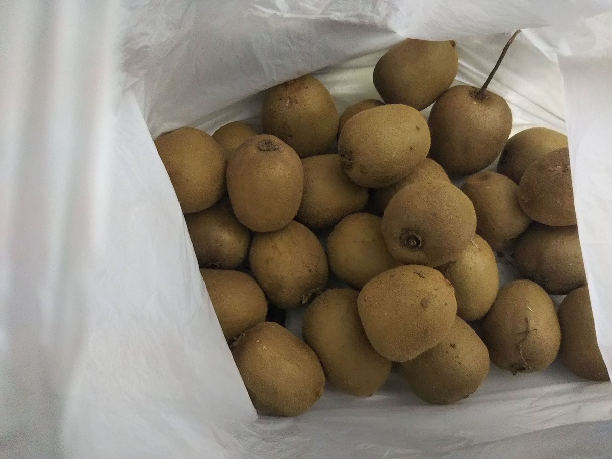 大量にいただいたキウイフルーツ。