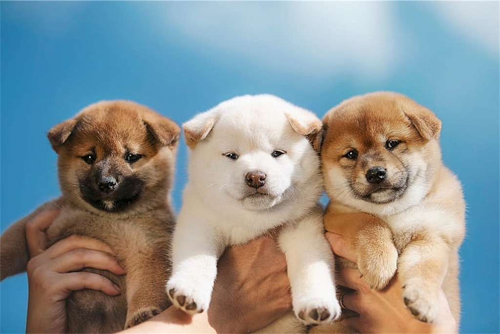 f:id:NT6:20221012122325j:image