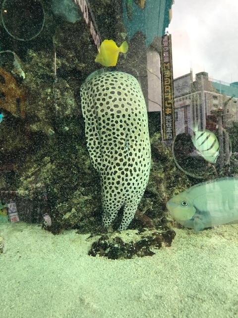 f:id:NTYG009:20191025205516j:plain ウツボのアップ