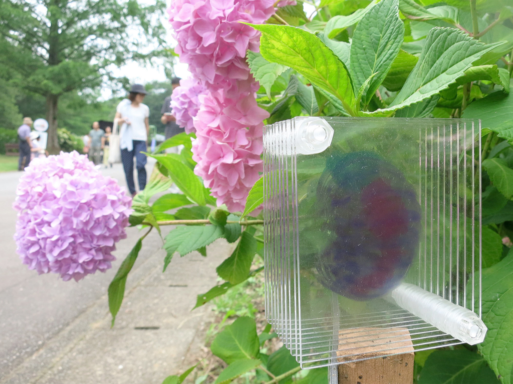 子供に人気の団子虫フィギュアと綺麗な花のアジサイ祭りにお出かけ