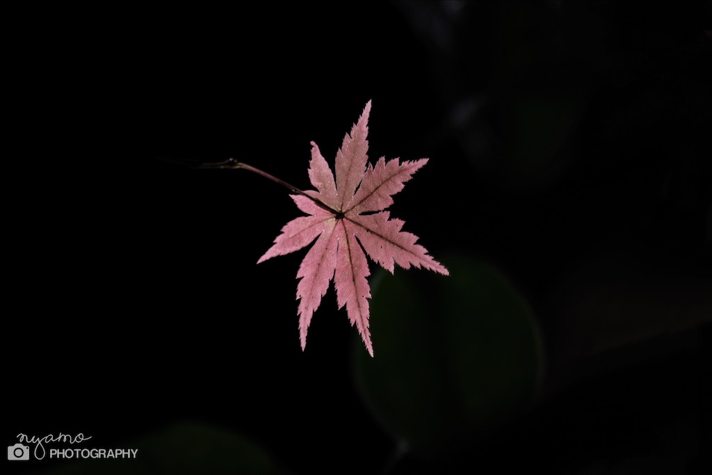f:id:NYAMOTAMO:20201203011904j:plain