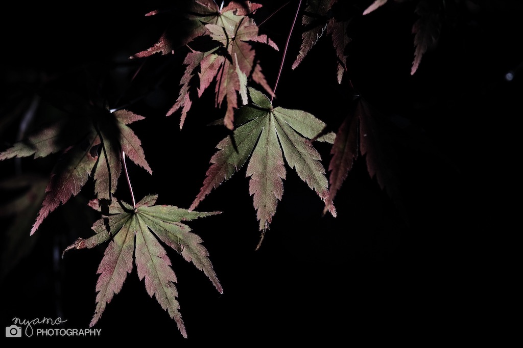 f:id:NYAMOTAMO:20201203011907j:plain