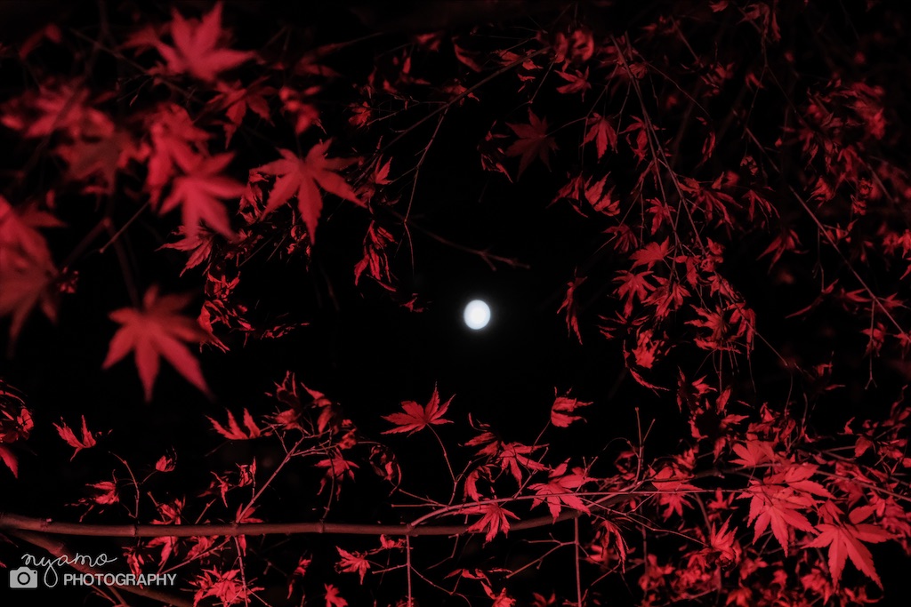 f:id:NYAMOTAMO:20201203011914j:plain