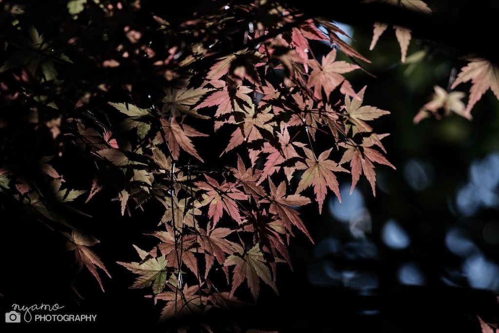 f:id:NYAMOTAMO:20201203011918j:plain