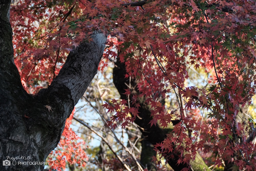 f:id:NYAMOTAMO:20201203011942j:plain