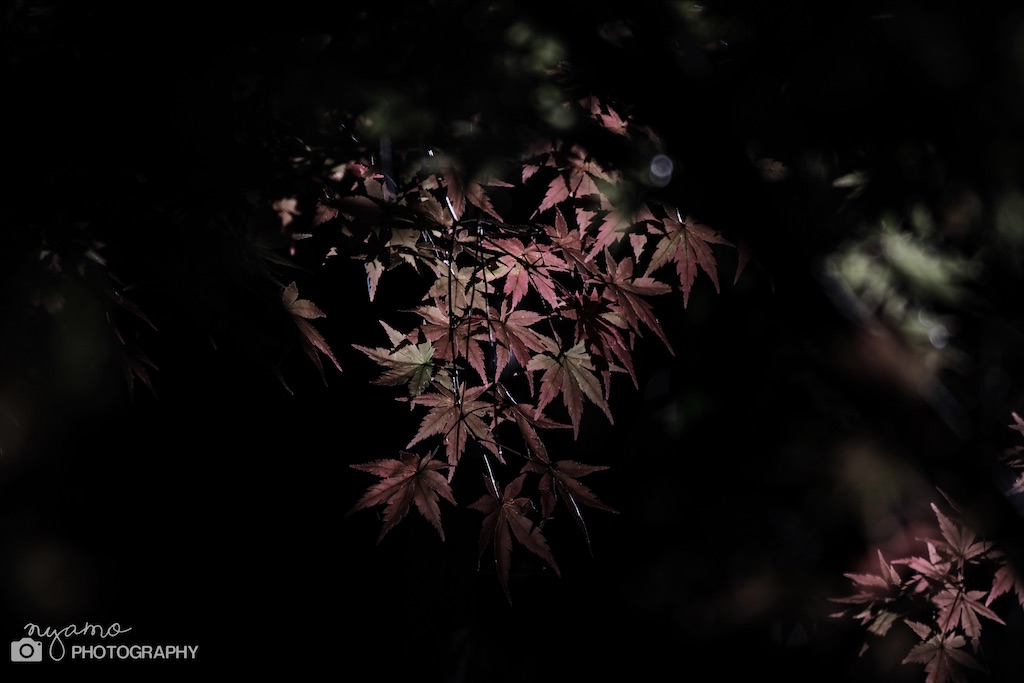 f:id:NYAMOTAMO:20201203011946j:plain