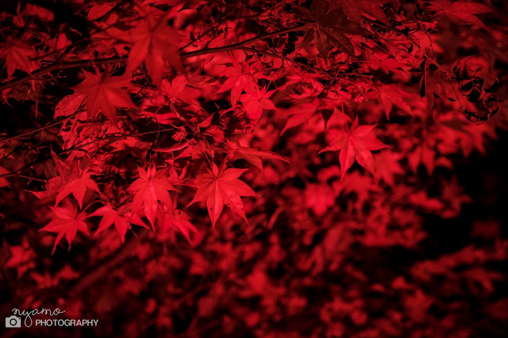 f:id:NYAMOTAMO:20201203011954j:plain