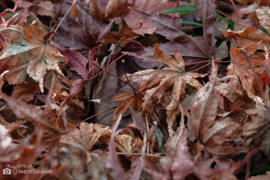 f:id:NYAMOTAMO:20201203012000j:plain