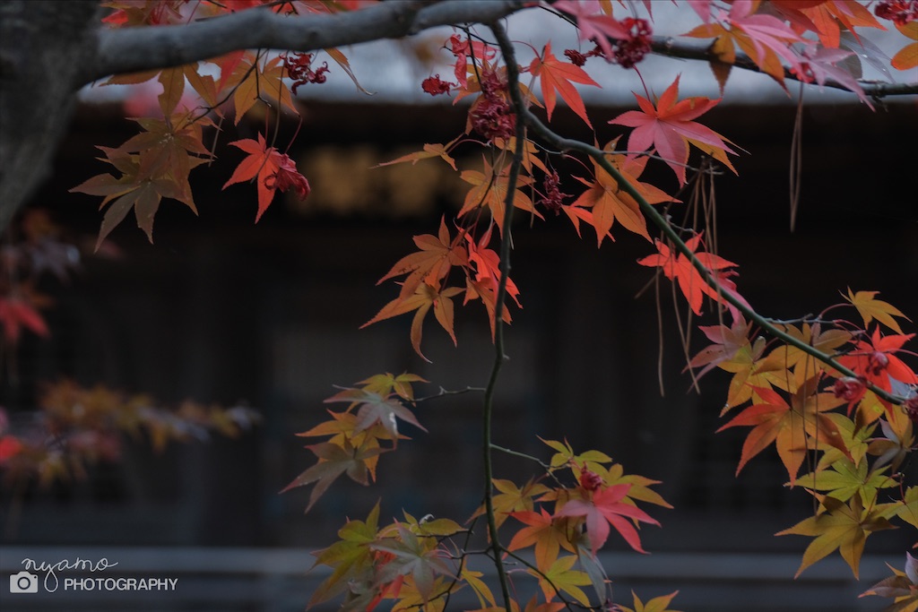 f:id:NYAMOTAMO:20201203012006j:plain