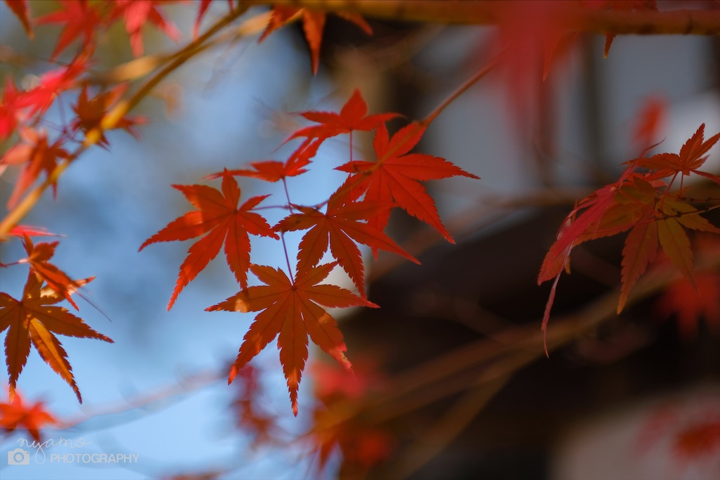 f:id:NYAMOTAMO:20201203012020j:plain