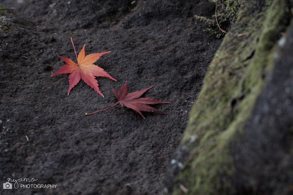 f:id:NYAMOTAMO:20201203012025j:plain