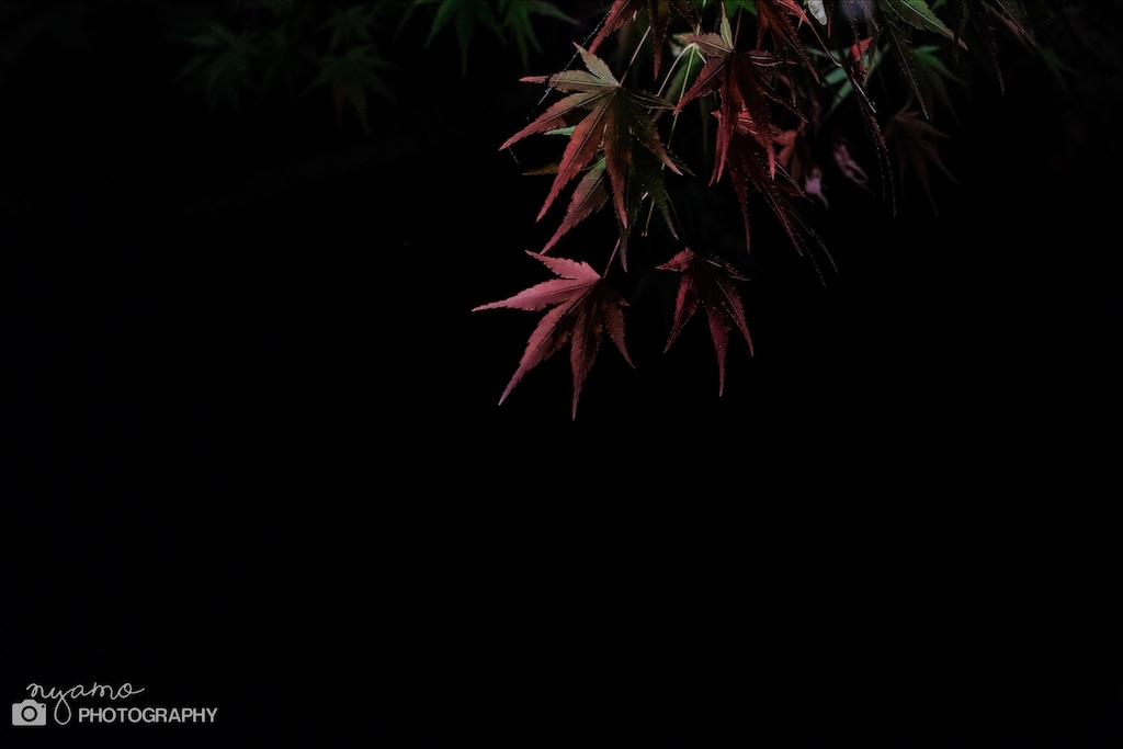 f:id:NYAMOTAMO:20201203012028j:plain