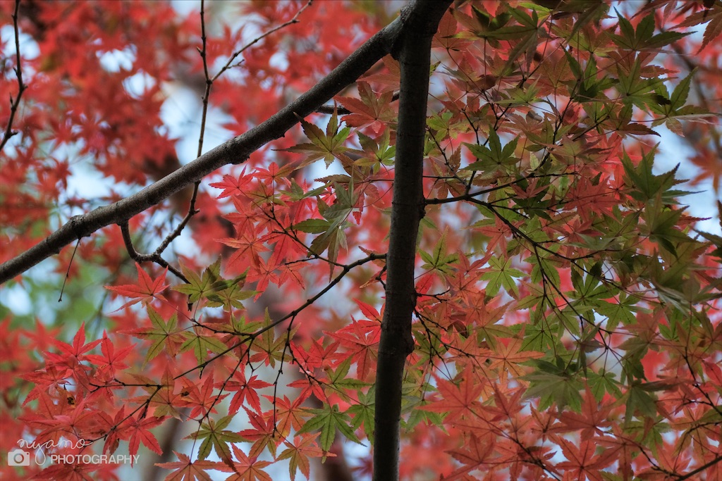 f:id:NYAMOTAMO:20201203012035j:plain