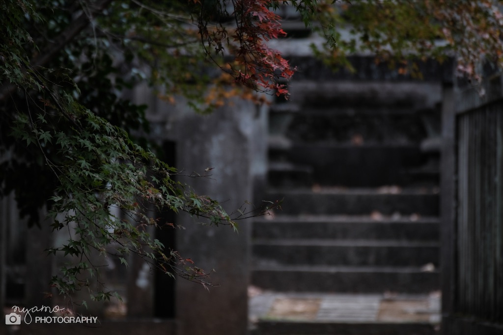 f:id:NYAMOTAMO:20201203012052j:plain
