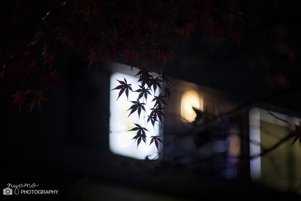 f:id:NYAMOTAMO:20201203012103j:plain