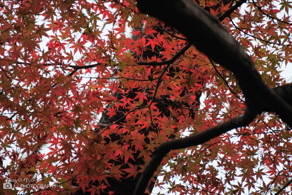 f:id:NYAMOTAMO:20201203012118j:plain