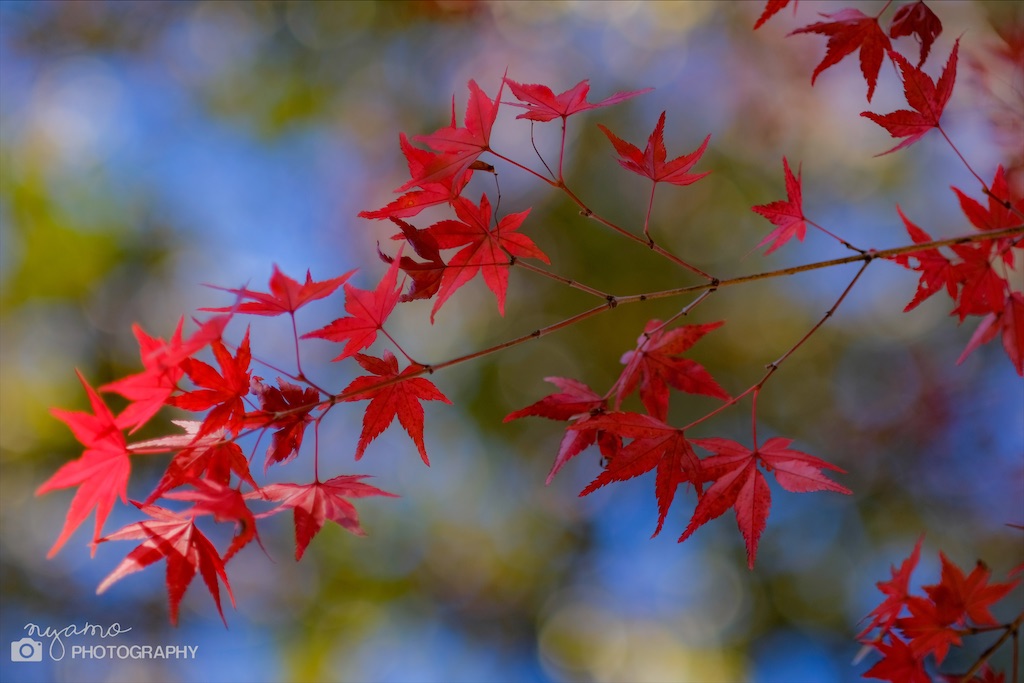 f:id:NYAMOTAMO:20201203012122j:plain