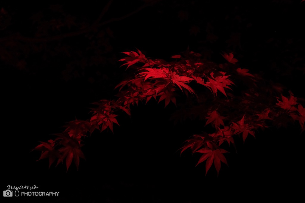 f:id:NYAMOTAMO:20201203012130j:plain