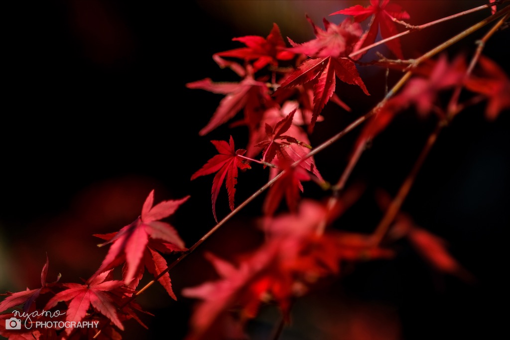 f:id:NYAMOTAMO:20201203012134j:plain